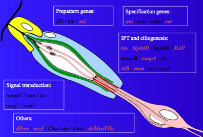 Genes known to function in Drosophila hearing