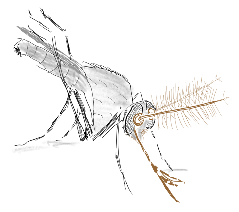 Aedes aegypti drawing