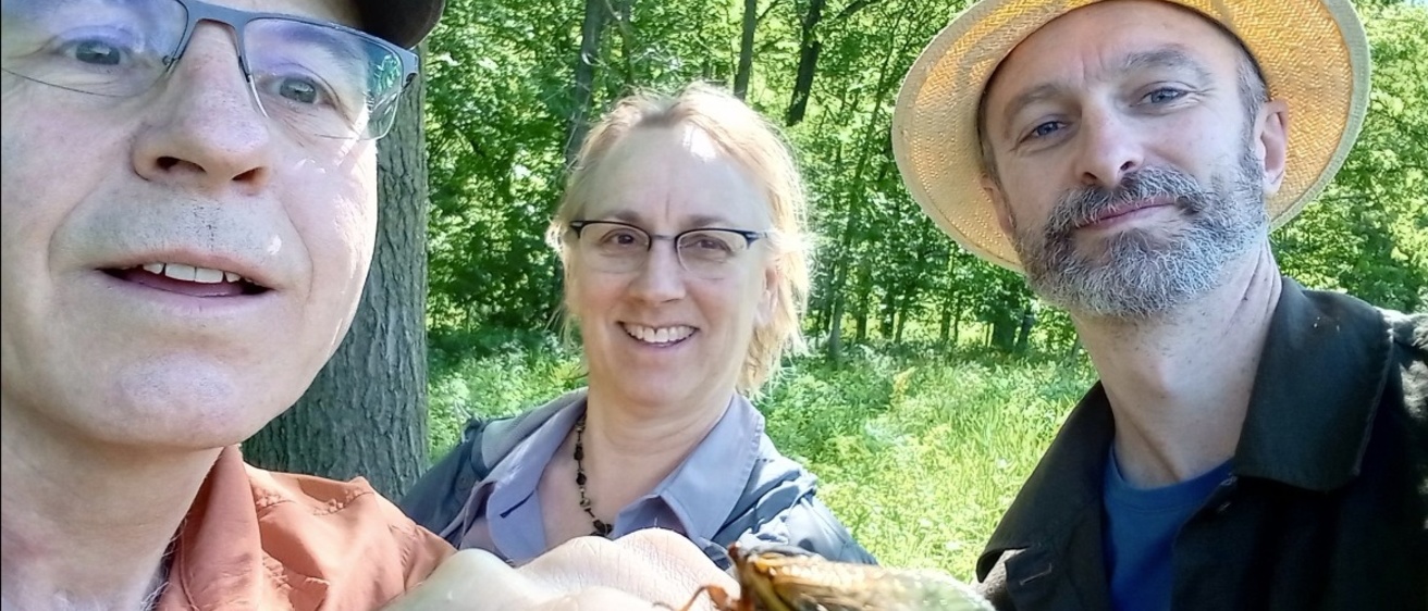 collecting cicadas